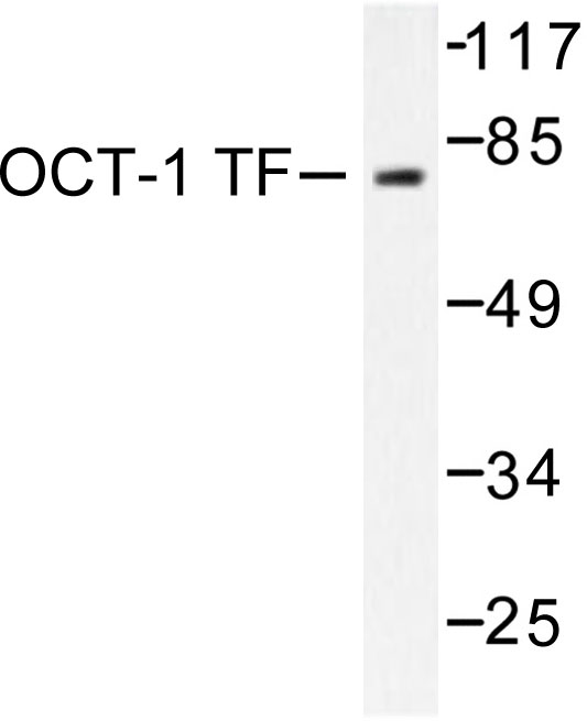POU2F1 / OCT1 Antibody - Western blot of OCT1/OTF1 (L68) pAb in extracts from HeLa cells.