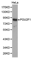 POU2F1 / OCT1 Antibody - Western blot of extracts of HeLa cell lines, using POU2F1 antibody.