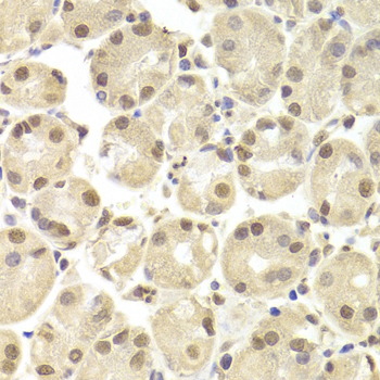 POU2F1 / OCT1 Antibody - Immunohistochemistry of paraffin-embedded Human gastric tissue.