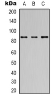 POU2F1 / OCT1 Antibody - Western blot analysis of 42278 expression in HeLa (A); Jurkat (B); HepG2 (C) whole cell lysates.