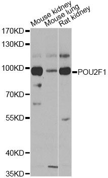 POU2F1 / OCT1 Antibody - Western blot analysis of extracts of various cell lines, using POU2F1 antibody at 1:1000 dilution. The secondary antibody used was an HRP Goat Anti-Rabbit IgG (H+L) at 1:10000 dilution. Lysates were loaded 25ug per lane and 3% nonfat dry milk in TBST was used for blocking. An ECL Kit was used for detection and the exposure time was 15s.