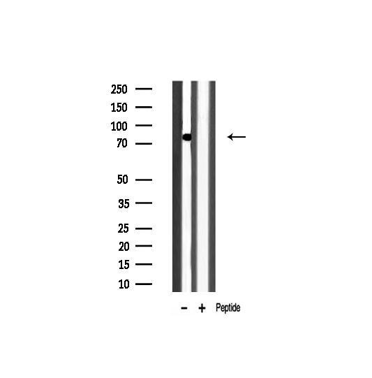 POU2F1 / OCT1 Antibody - Western blot analysis of OCT1 expression in mouse brain lysate