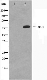 POU2F1 / OCT1 Antibody - Western blot analysis on HeLa cell lysates using OCT1 antibody. The lane on the left is treated with the antigen-specific peptide.