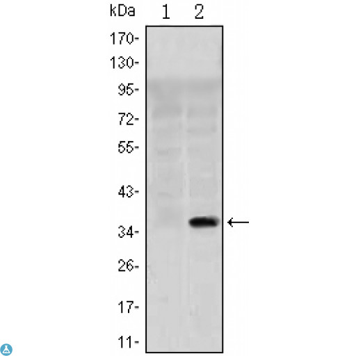 POU2F1 / OCT1 Antibody - Flow cytometric (FCM) analysis of Jurkat cells using OCT1 Monoclonal Antibody (green) and negative control (purple).