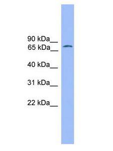 POU2F1 / OCT1 Antibody - POU2F1 / OCT1 antibody Western Blot of THP-1 cell lysate.  This image was taken for the unconjugated form of this product. Other forms have not been tested.