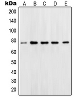 POU2F1 / OCT1 Antibody - Western blot analysis of OCT1 expression in Jurkat (A); Ramos (B); K562 (C); Molt (D); HeLa (E) whole cell lysates.