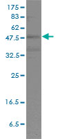 POU2F2 / OCT2 Antibody - POU2F2 monoclonal antibody clone 3E3-6F9 Western blot of POU2F2 expression in HL-60.