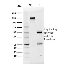 POU2F2 / OCT2 Antibody - SDS-PAGE analysis of purified, BSA-free OCT-2 antibody (clone OCT2/2136) as confirmation of integrity and purity.