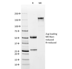 POU2F2 / OCT2 Antibody - SDS-PAGE analysis of purified, BSA-free OCT-2 antibody (clone OCT2/2137) as confirmation of integrity and purity.