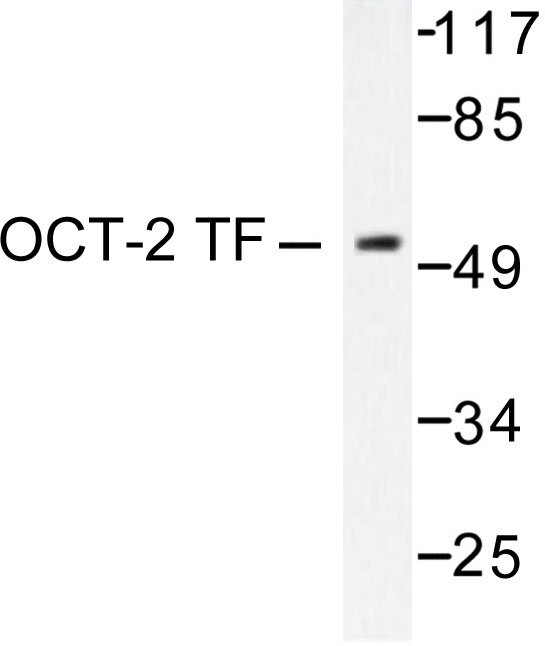 POU2F2 / OCT2 Antibody - Western blot of OCT2/OTF2 (H3) pAb in extracts from COS7 cells.