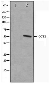 POU2F2 / OCT2 Antibody - Western blot of COS7 cell lysate using OCT2 Antibody