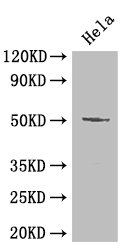 POU2F2 / OCT2 Antibody - Positive WB detected in: Hela whole cell lysate;All lanes: POU2F2 antibody at 20ug/ml;Secondary;Goat polyclonal to rabbit IgG at 1/50000000 dilution;Predicted band size: 52,50,44,63 kDa;Observed band size: 50 kDa;
