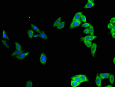 POU2F2 / OCT2 Antibody - Immunofluorescent analysis of HepG2 cells using POU2F2 Antibody at a dilution of 1:100 and Alexa Fluor 488-congugated AffiniPure Goat Anti-Rabbit IgG(H+L)