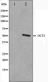POU2F2 / OCT2 Antibody - Western blot analysis on COS7 cell lysates using OCT2 antibody. The lane on the left is treated with the antigen-specific peptide.