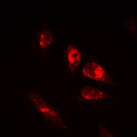 POU2F2 / OCT2 Antibody - Immunofluorescent analysis of OCT2 staining in HeLa cells. Formalin-fixed cells were permeabilized with 0.1% Triton X-100 in TBS for 5-10 minutes and blocked with 3% BSA-PBS for 30 minutes at room temperature. Cells were probed with the primary antibody in 3% BSA-PBS and incubated overnight at 4 C in a humidified chamber. Cells were washed with PBST and incubated with a DyLight 594-conjugated secondary antibody (red) in PBS at room temperature in the dark. DAPI was used to stain the cell nuclei (blue).