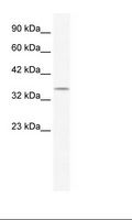 POU2F3 / PLA-1 Antibody - HepG2 Cell Lysate.  This image was taken for the unconjugated form of this product. Other forms have not been tested.