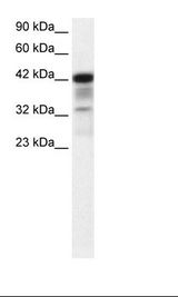 POU2F3 / PLA-1 Antibody - HepG2 cell lysate.  This image was taken for the unconjugated form of this product. Other forms have not been tested.