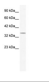 POU2F3 / PLA-1 Antibody - HepG2 Cell Lysate.  This image was taken for the unconjugated form of this product. Other forms have not been tested.