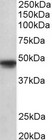 POU3F1 / OCT6 Antibody - POU3F1 antibody (1 ug/ml) staining of A549 lysate (35 ug protein in RIPA buffer). Primary incubation was 1 hour. Detected by chemiluminescence.