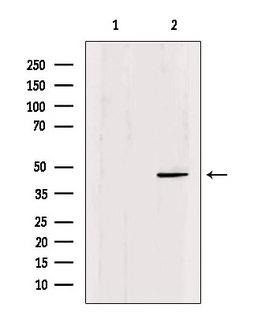 POU3F1 / OCT6 Antibody - Western blot analysis of extracts of mouse brain tissue using Oct-6 antibody. Lane 1 was treated with the blocking peptide.