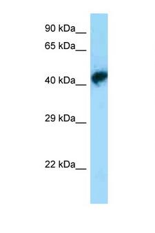 POU3F1 / OCT6 Antibody - POU3F1 antibody Western blot of Mouse Brain lysate. Antibody concentration 1 ug/ml.  This image was taken for the unconjugated form of this product. Other forms have not been tested.