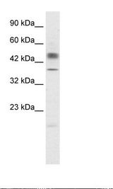 POU3F1 / OCT6 Antibody - Jurkat Cell Lysate.  This image was taken for the unconjugated form of this product. Other forms have not been tested.