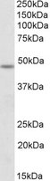 POU3F3 / BRN1 Antibody - POU3F3 antibody (1 ug/ml) staining of Mouse Spinal Cord lysate (35 ug protein/ml in RIPA buffer). Primary incubation was 1 hour. Detected by chemiluminescence.