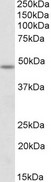 POU3F3 / BRN1 Antibody - POU3F3 / BRN1 antibody (1µg/ml) staining of Mouse Spinal Cord lysate (35µg protein in RIPA buffer). Detected by chemiluminescence.