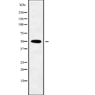 POU3F3 / BRN1 Antibody - Western blot analysis of POU3F3 using K562 whole cells lysates