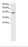 POU3F4 Antibody - HepG2 Cell Lysate.  This image was taken for the unconjugated form of this product. Other forms have not been tested.