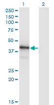 POU4F1 / BRN3A Antibody - Western Blot analysis of POU4F1 expression in transfected 293T cell line by POU4F1 monoclonal antibody (M04), clone 7B4.Lane 1: POU4F1 transfected lysate(46.09 KDa).Lane 2: Non-transfected lysate.