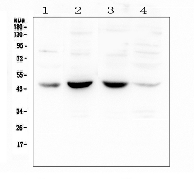 POU4F1 / BRN3A Antibody - Western blot analysis of BRN3A using anti-BRN3A antibody. Electrophoresis was performed on a 5-20% SDS-PAGE gel at 70V (Stacking gel) / 90V (Resolving gel) for 2-3 hours. The sample well of each lane was loaded with 50ug of sample under reducing conditions. Lane 1: human placenta tissue lysates,Lane 2: human Caco-2 whole cell lysate,Lane 3: human A549 whole cell lysate,Lane 4: human Hela whole cell lysate. After Electrophoresis, proteins were transferred to a Nitrocellulose membrane at 150mA for 50-90 minutes. Blocked the membrane with 5% Non-fat Milk/ TBS for 1.5 hour at RT. The membrane was incubated with rabbit anti-BRN3A antigen affinity purified polyclonal antibody at 0.5 µg/mL overnight at 4°C, then washed with TBS-0.1% Tween 3 times with 5 minutes each and probed with a goat anti-rabbit IgG-HRP secondary antibody at a dilution of 1:10000 for 1.5 hour at RT. The signal is developed using an Enhanced Chemiluminescent detection (ECL) kit with Tanon 5200 system. A specific band was detected for BRN3A at approximately 45KD. The expected band size for BRN3A is at 43KD.
