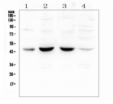 POU4F1 / BRN3A Antibody - Western blot analysis of BRN3A using anti-BRN3A antibody. Electrophoresis was performed on a 5-20% SDS-PAGE gel at 70V (Stacking gel) / 90V (Resolving gel) for 2-3 hours. The sample well of each lane was loaded with 50ug of sample under reducing conditions. Lane 1: human placenta tissue lysates,Lane 2: human Caco-2 whole cell lysate,Lane 3: human A549 whole cell lysate,Lane 4: human Hela whole cell lysate. After Electrophoresis, proteins were transferred to a Nitrocellulose membrane at 150mA for 50-90 minutes. Blocked the membrane with 5% Non-fat Milk/ TBS for 1.5 hour at RT. The membrane was incubated with rabbit anti-BRN3A antigen affinity purified polyclonal antibody at 0.5 µg/mL overnight at 4°C, then washed with TBS-0.1% Tween 3 times with 5 minutes each and probed with a goat anti-rabbit IgG-HRP secondary antibody at a dilution of 1:10000 for 1.5 hour at RT. The signal is developed using an Enhanced Chemiluminescent detection (ECL) kit with Tanon 5200 system. A specific band was detected for BRN3A at approximately 45KD. The expected band size for BRN3A is at 43KD.