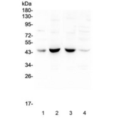 POU4F1 / BRN3A Antibody - Western blot testing of human 1) placenta, 2) Caco-2, 3) A549 and 4) HeLa lysate with BRN3A antibody at 0.5ug/ml. Predicted molecular weight ~43 kDa.