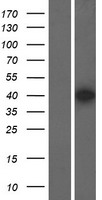 POU4F1 / BRN3A Protein - Western validation with an anti-DDK antibody * L: Control HEK293 lysate R: Over-expression lysate