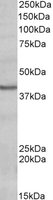 POU4F3 / BRN3C Antibody - POU4F3 antibody (0.2 ug/ml) staining of Human Heart lysate (35 ug protein/ml in RIPA buffer). Primary incubation was 1 hour. Detected by chemiluminescence.