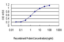 POU4F3 / BRN3C Antibody - Detection limit for recombinant GST tagged POU4F3 is approximately 0.1 ng/ml as a capture antibody.