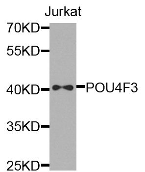 POU4F3 / BRN3C Antibody - Western blot analysis of extracts of jurkat cells.
