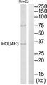 POU4F3 / BRN3C Antibody - Western blot analysis of extracts from HuvEc cells, using POU4F3 antibody.