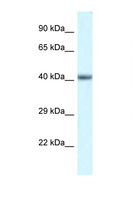 POU4F3 / BRN3C Antibody - POU4F3 antibody Western blot of Mouse Heart lysate. Antibody concentration 1 ug/ml.  This image was taken for the unconjugated form of this product. Other forms have not been tested.