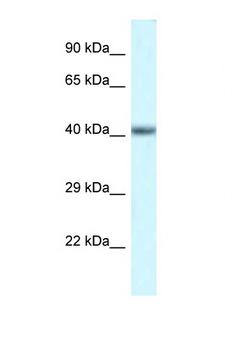 POU4F3 / BRN3C Antibody - POU4F3 antibody Western blot of Mouse Heart lysate. Antibody concentration 1 ug/ml.  This image was taken for the unconjugated form of this product. Other forms have not been tested.