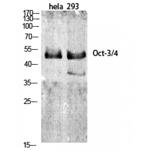 POU5F1 / OCT4 Antibody - Western blot of Oct-3/4 antibody