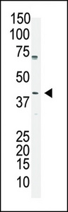 POU5F1 / OCT4 Antibody - The anti-OCT4 (OCT3) antibody is used in Western blot to detect OCT4 (OCT3) in A375 cell lysate.
