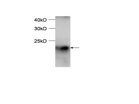 POU5F1 / OCT4 Antibody
