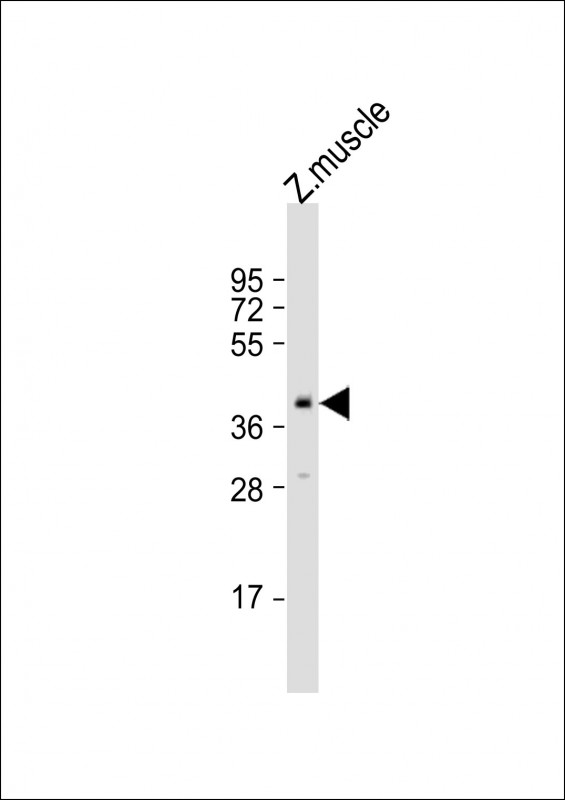 POU5F1 / OCT4 Antibody - Anti-Zebrafish pou5f1 Antibody (Center) at 1:2000 dilution + zebrafish muscle lysate Lysates/proteins at 20 ug per lane. Secondary Goat Anti-Rabbit IgG, (H+L), Peroxidase conjugated at 1:10000 dilution. Predicted band size: 52 kDa. Blocking/Dilution buffer: 5% NFDM/TBST.