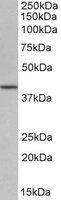 POU5F1 / OCT4 Antibody - POU5F1 antibody (1 ug/ml) staining of NIH3T3 lysate (35 ug protein/ml in RIPA buffer). Primary incubation was 1 hour. Detected by chemiluminescence.