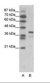 POU5F1 / OCT4 Antibody - A: Marker, B: Jurkat Cell Lysate.  This image was taken for the unconjugated form of this product. Other forms have not been tested.