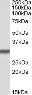 POU5F1 / OCT4 Antibody - Goat Anti-OCT4 / POU5F1 Antibody (2µg/ml) staining of Human Placenta lysate (35µg protein in RIPA buffer). Detected by chemiluminescencence.