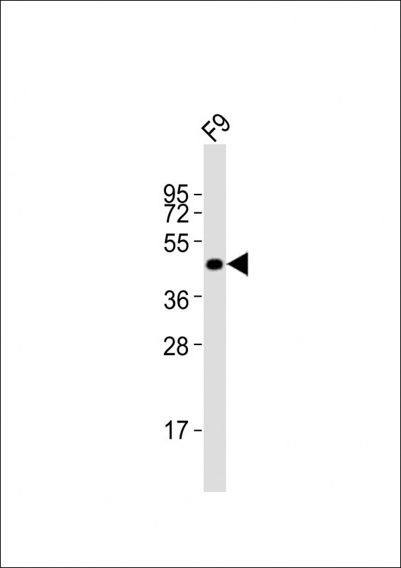 POU5F1 / OCT4 Antibody - Anti-Pou5f1 Antibody at 1:2000 dilution + F9 whole cell lysates Lysates/proteins at 20 ug per lane. Secondary Goat Anti-Rabbit IgG, (H+L), Peroxidase conjugated at 1/10000 dilution Predicted band size : 38 kDa Blocking/Dilution buffer: 5% NFDM/TBST.