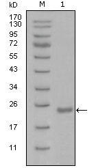 POU5F1 / OCT4 Antibody - Western blot using Oct4 mouse monoclonal antibody against recombinant Oct4 protein with Trx tag (1).